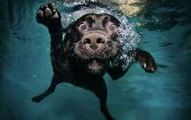 Donate to an Animal Cause